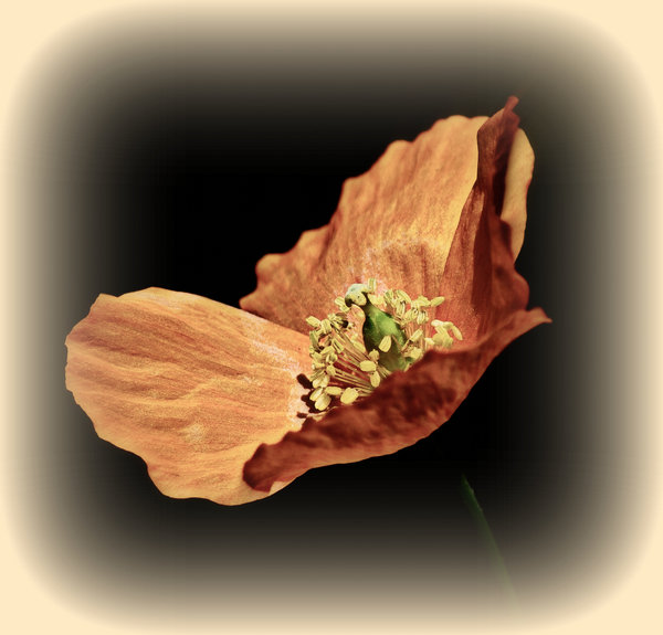 Last Poppy