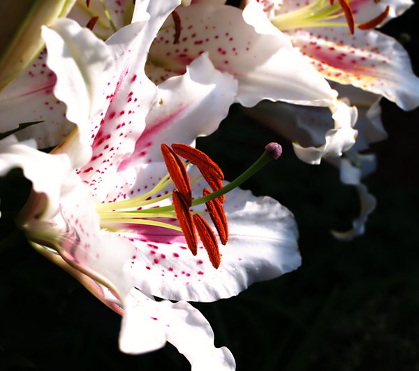 Lily in morning sun