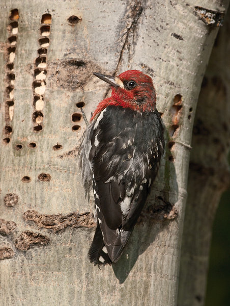 Male Red-breasted Sapsucker
