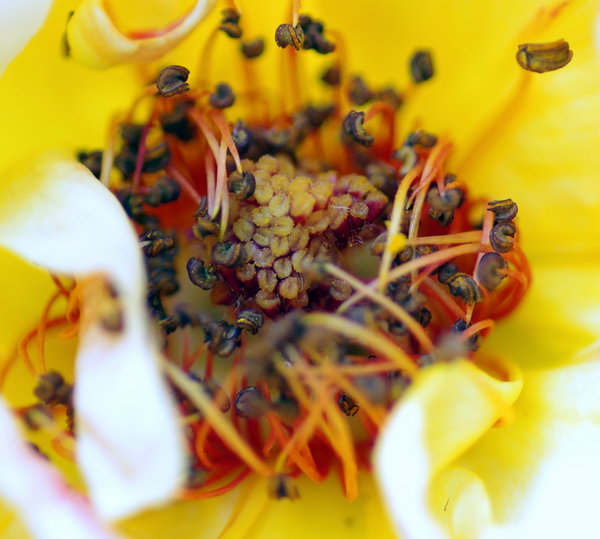 Middle of the Rose