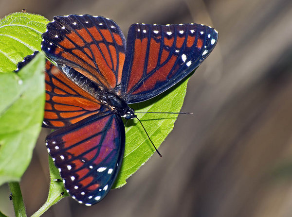 Monarch2