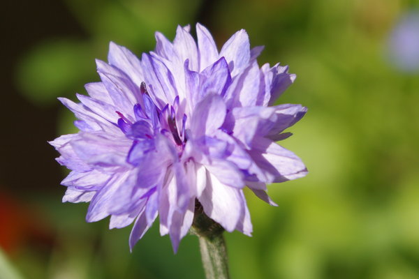 One wild flower.