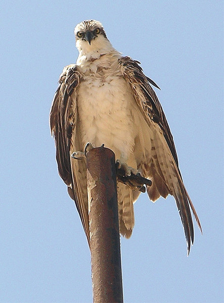 Osprey