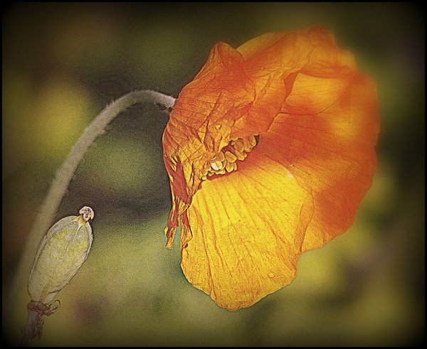 Papier Poppy