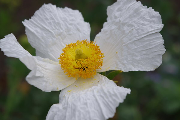 Poached egg flower