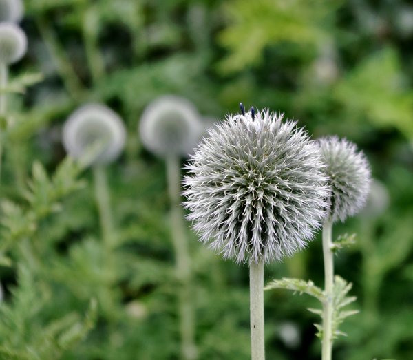 Pompom thistle head