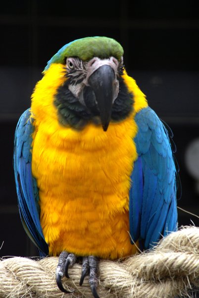 Pretty Birdie