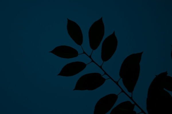 reflecting on a water surface