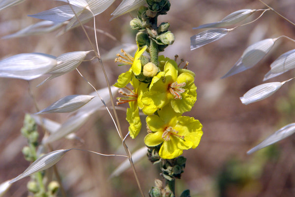 Roadside Wildflower