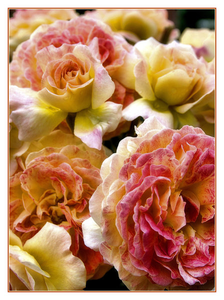 Roses
