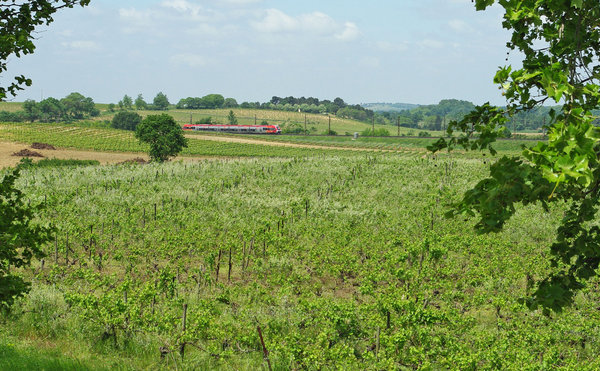 Rough Vineyards and Railways