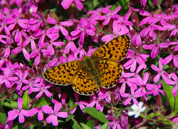 Spot, the butterfly