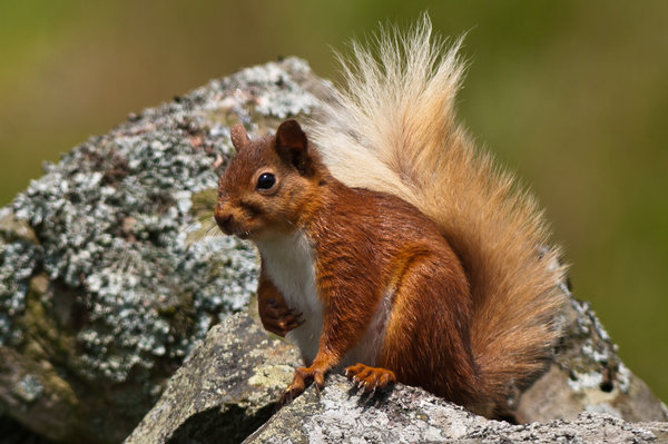 Squirrel