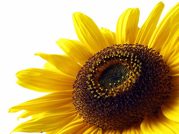Sun flower