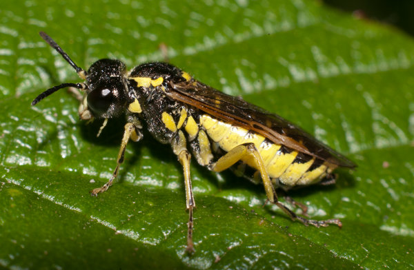 Wasp