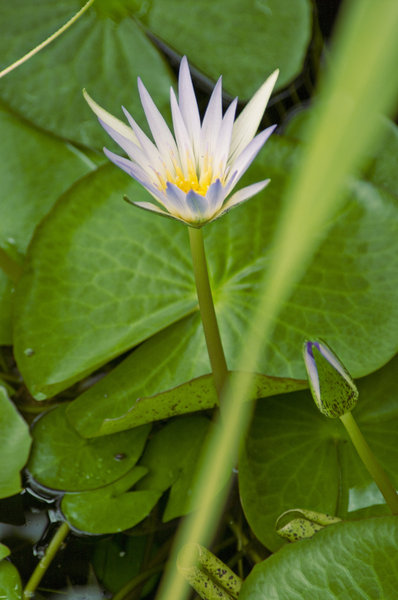 water lily