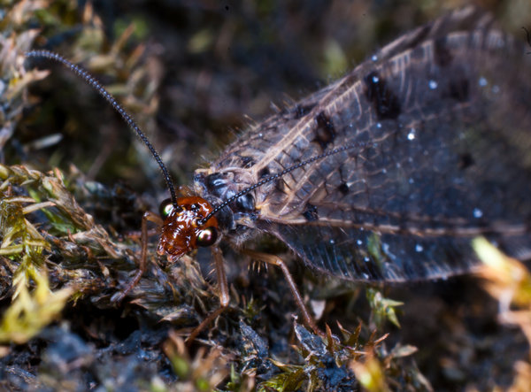 Water side bug