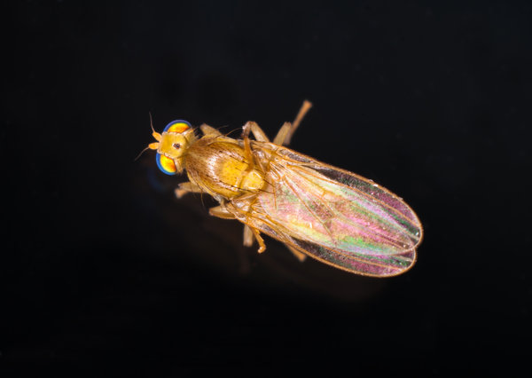 Yellow Fly