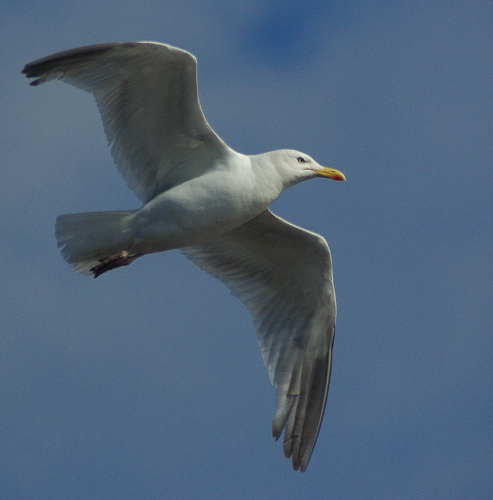 a lone seagull