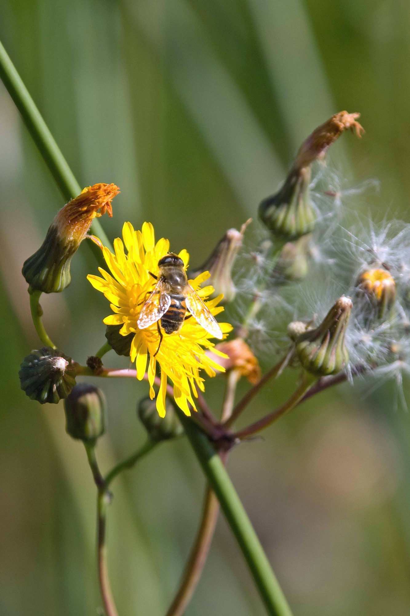Bee on a weed