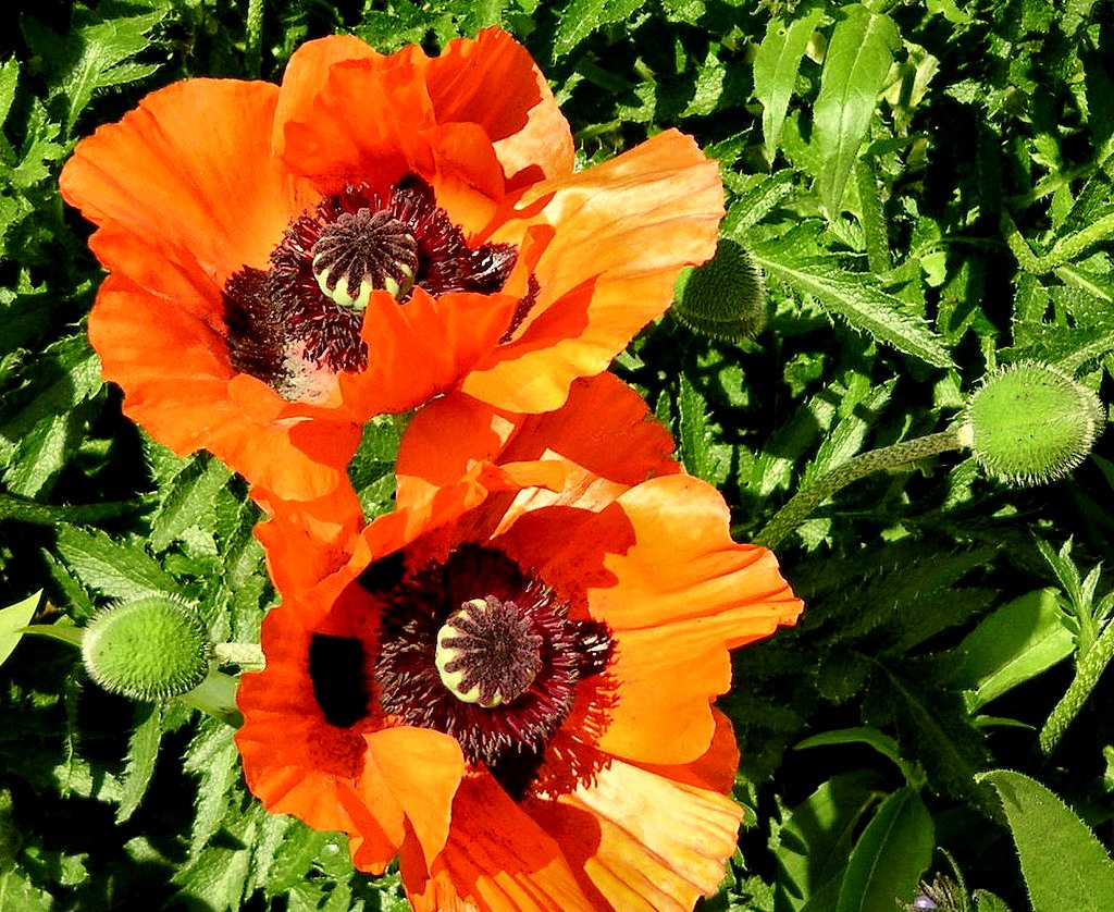 Large poppies and leaves.