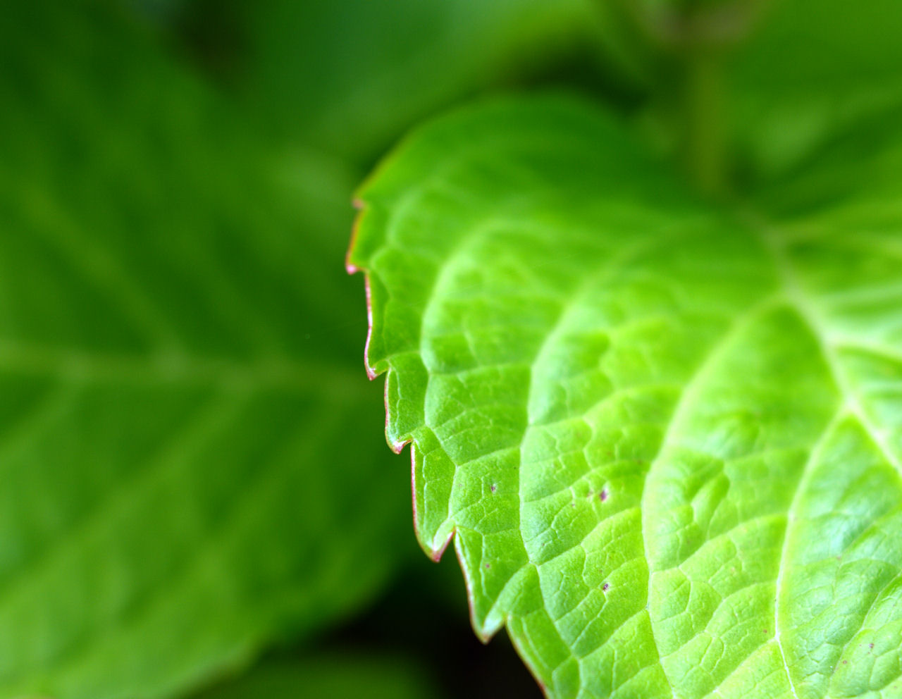 Leaf
