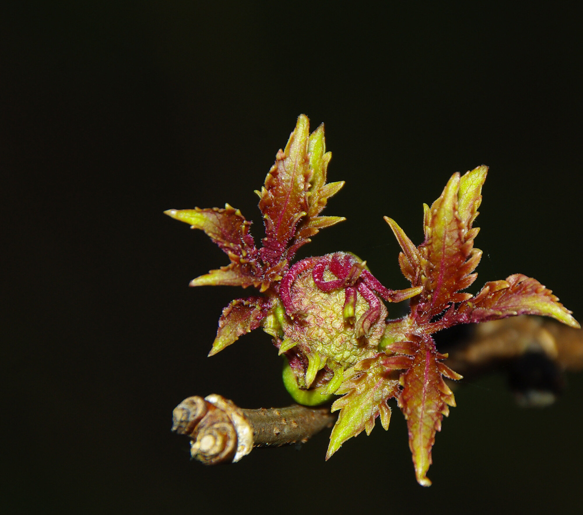 Spring bud