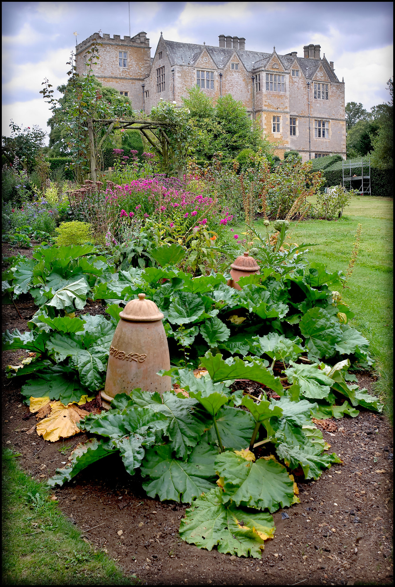 The Rhubarb Patch