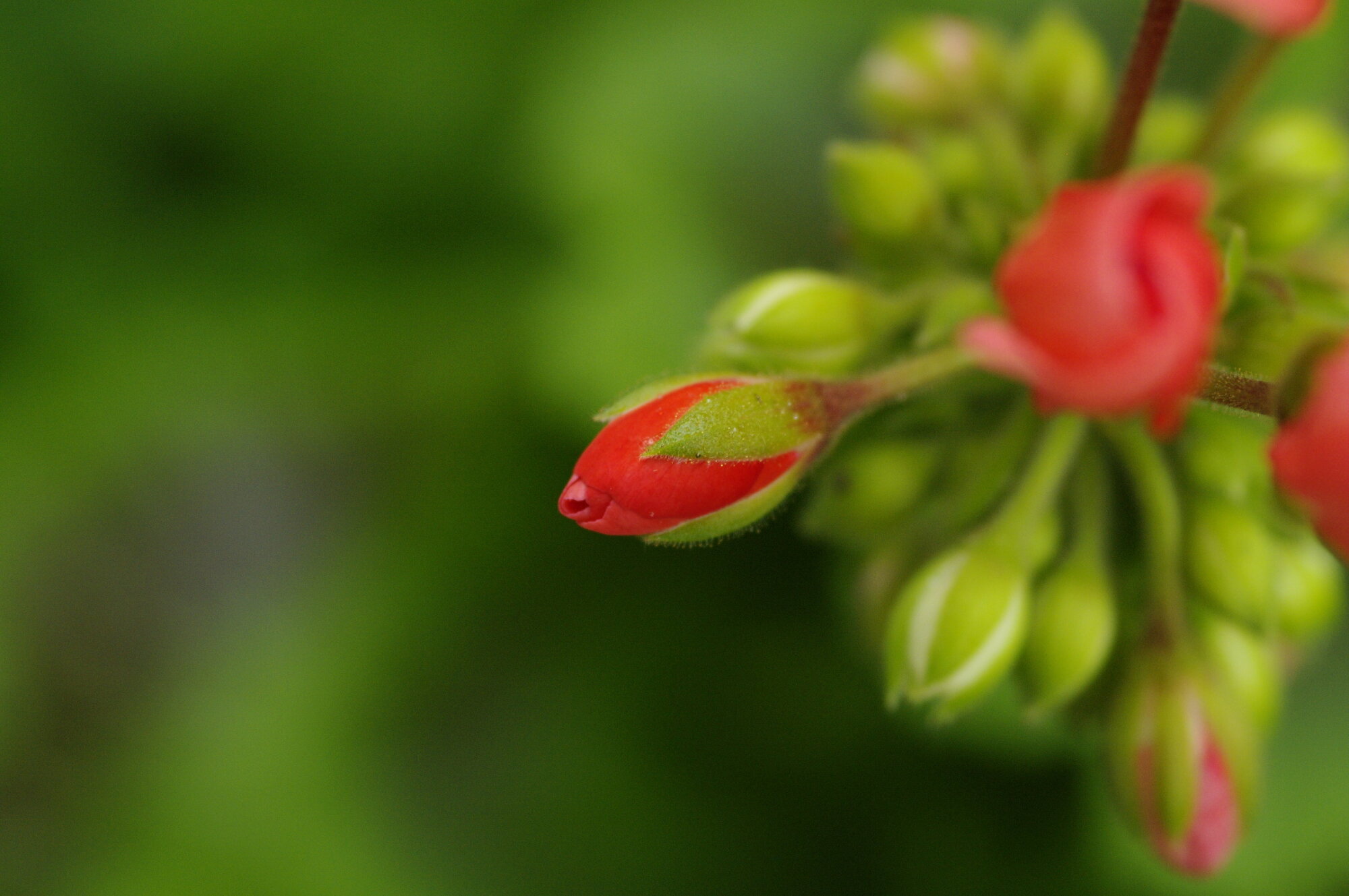 The same bud... Different angle...