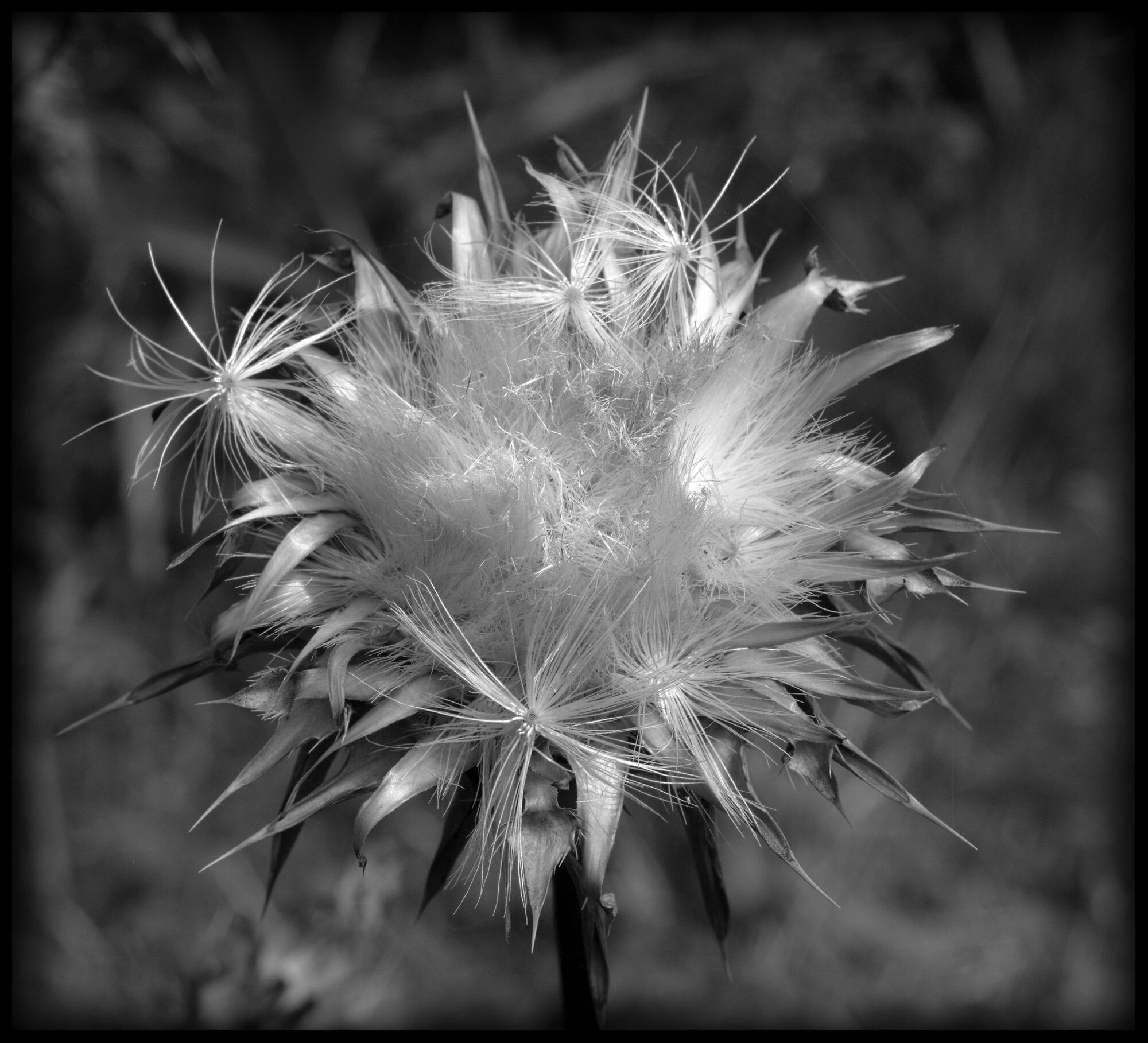 Thistledown
