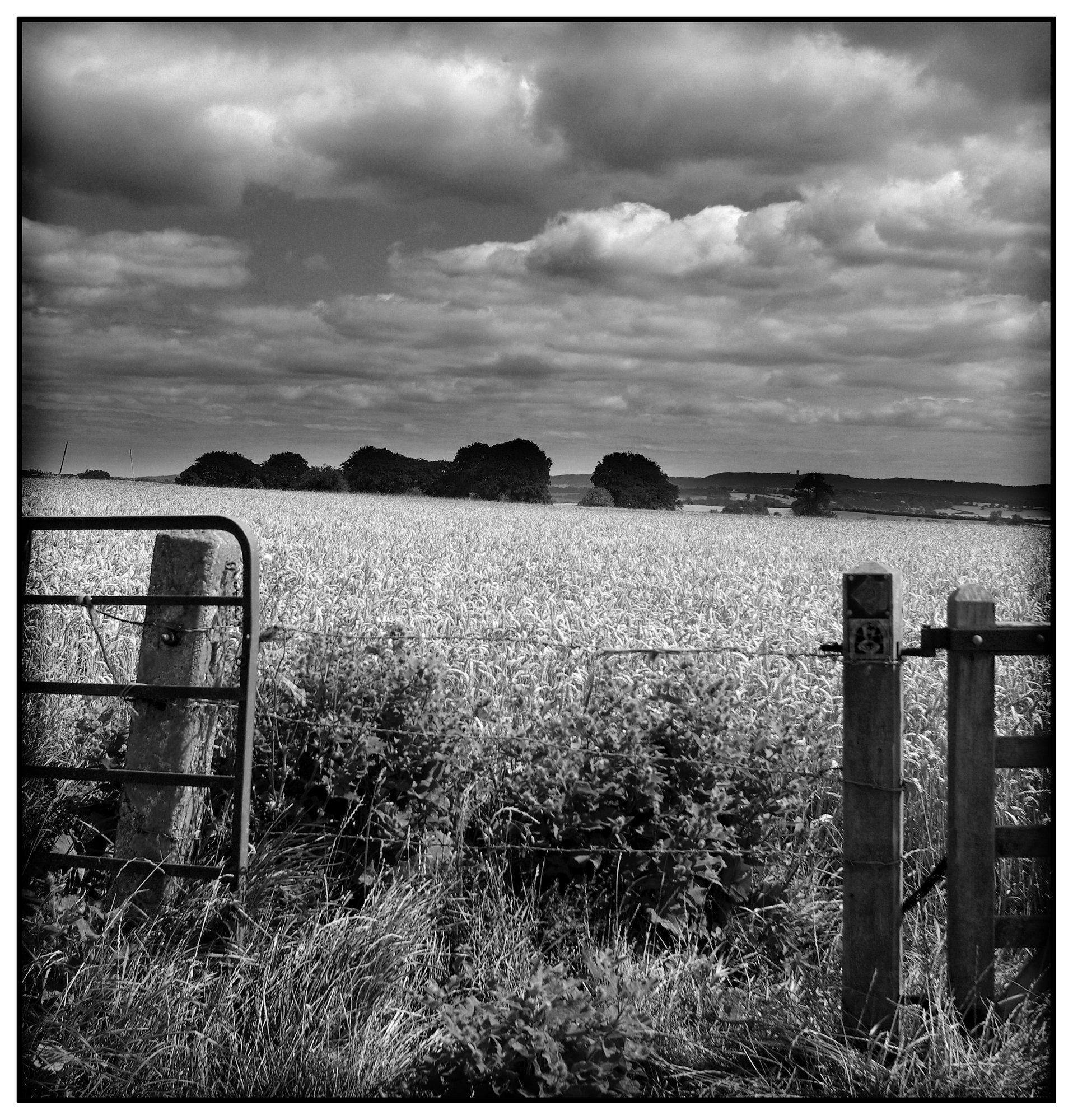 Wheat-field with Passing Clouds