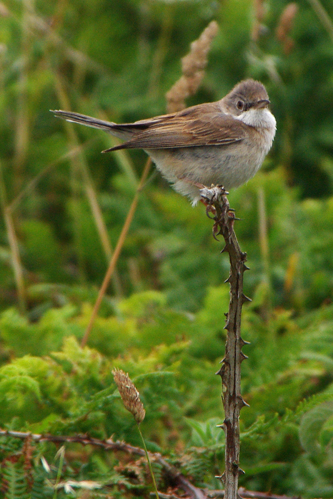 whitethroat