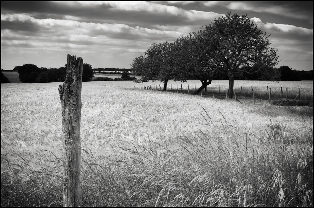 B&W Three Trees and A Post