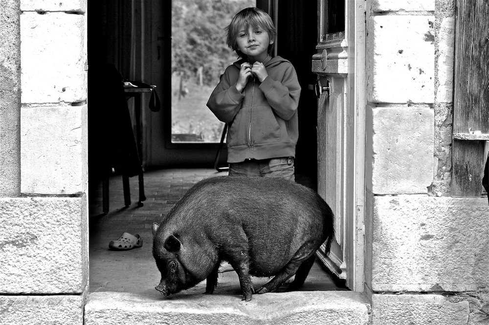 Boy and pig