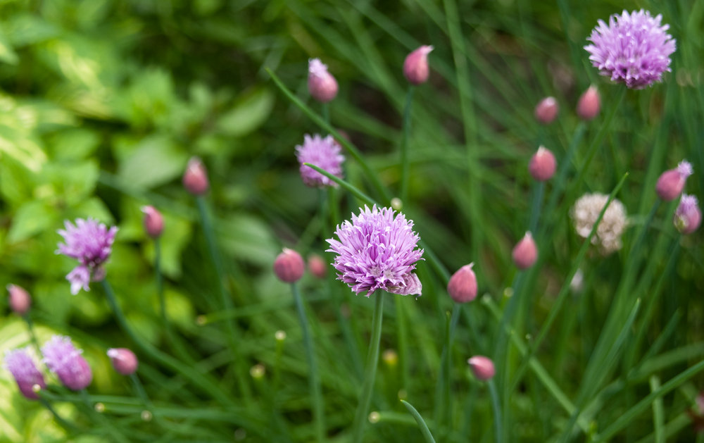 Chives