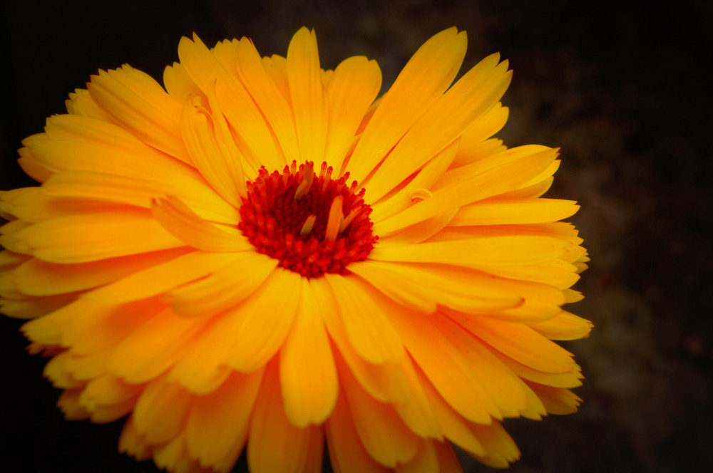 Cottage garden Marigold