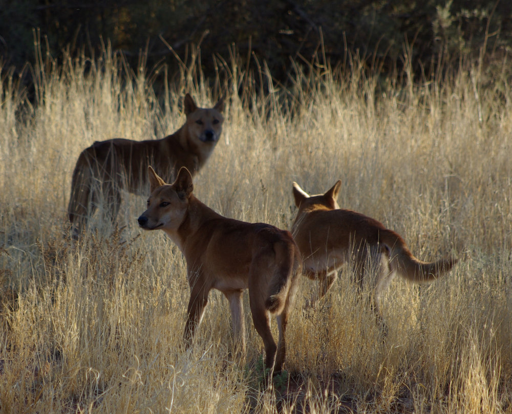 Dingos