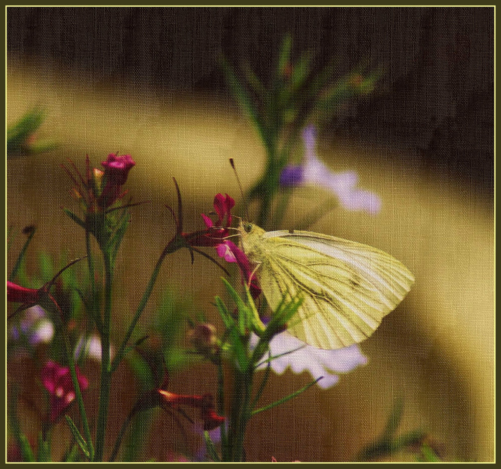 Flutterbye