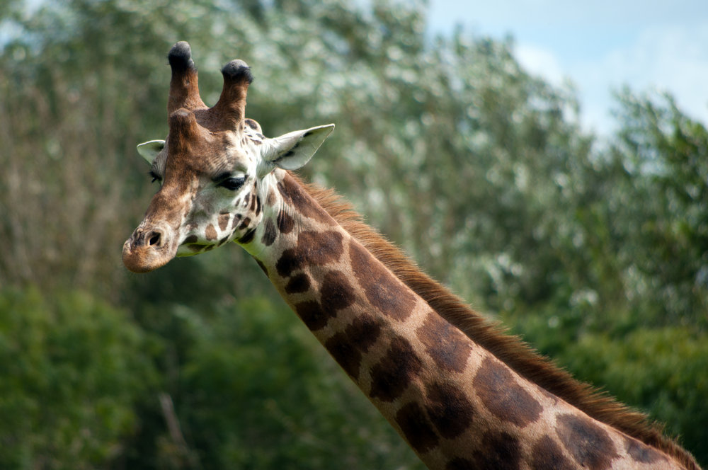 Giraffe