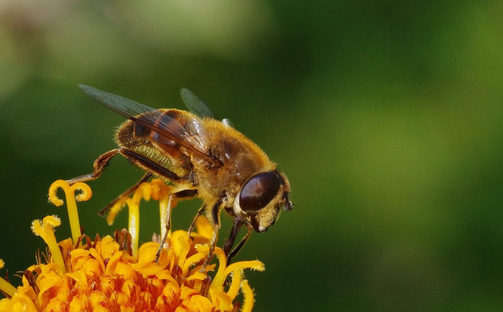 hoverfly (1)