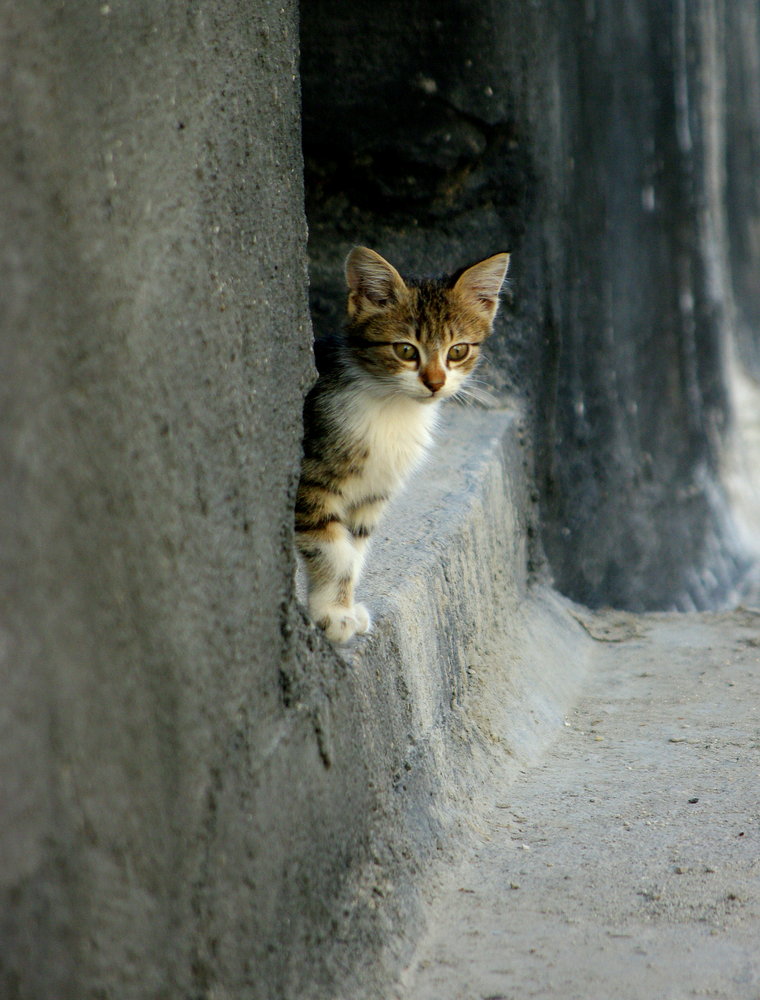 Kitty