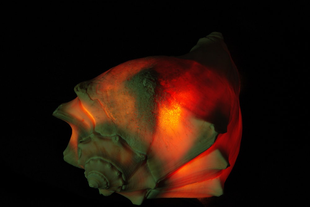 Lighted Sea Shell