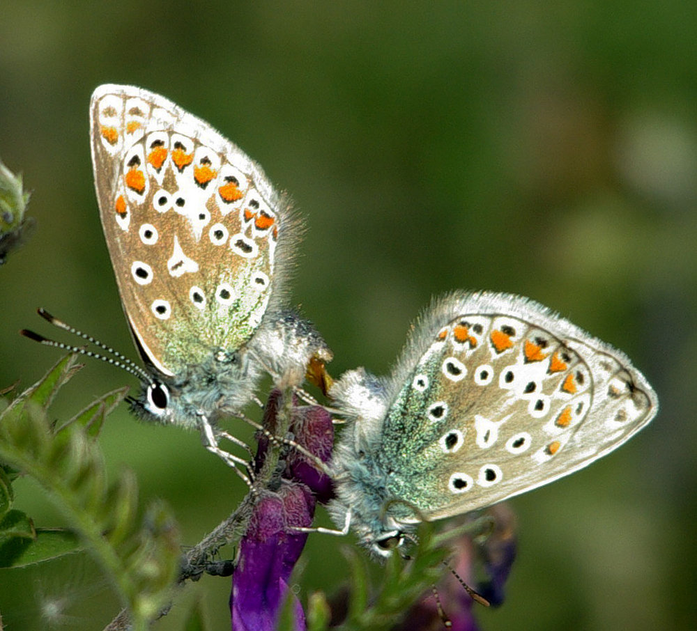 Mating butterflies