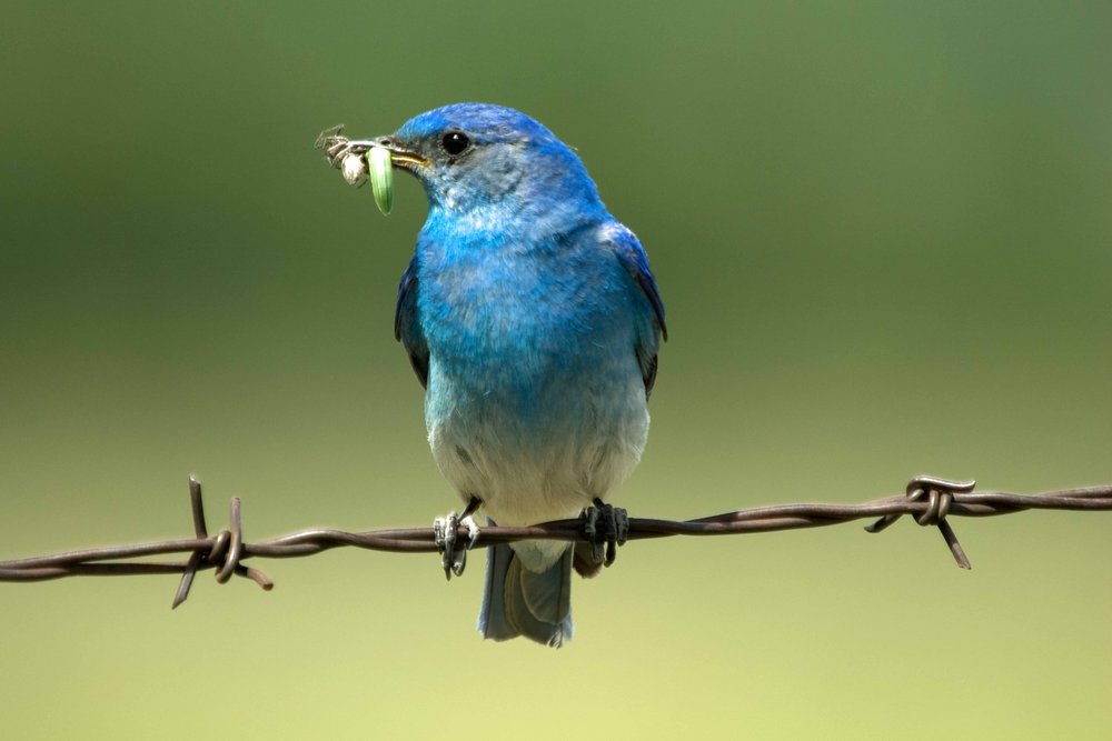 Mountain Blue Bird