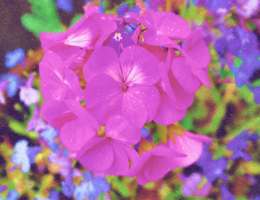 Pink Geranium,pastel effect.