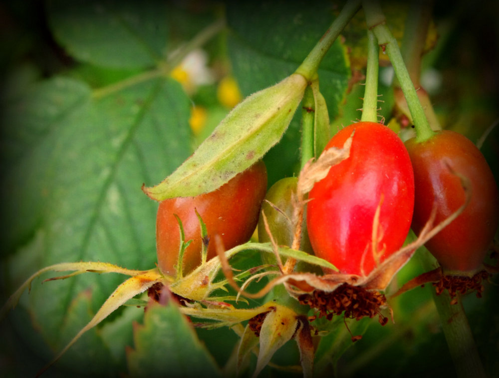 Rosehips,