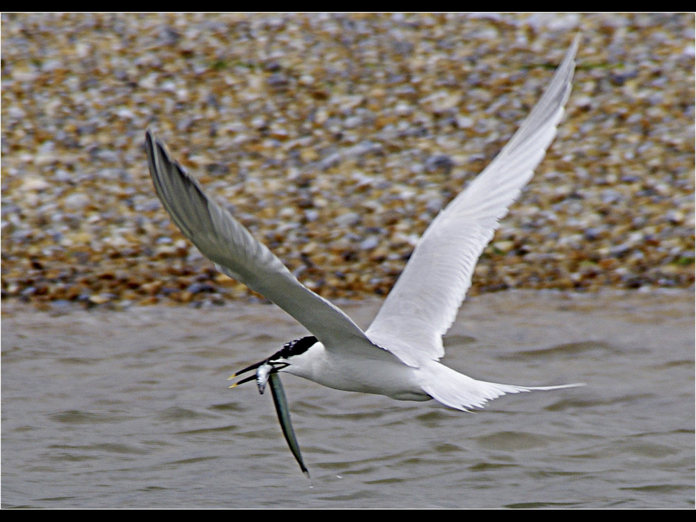 Sandwich Tern with Fish