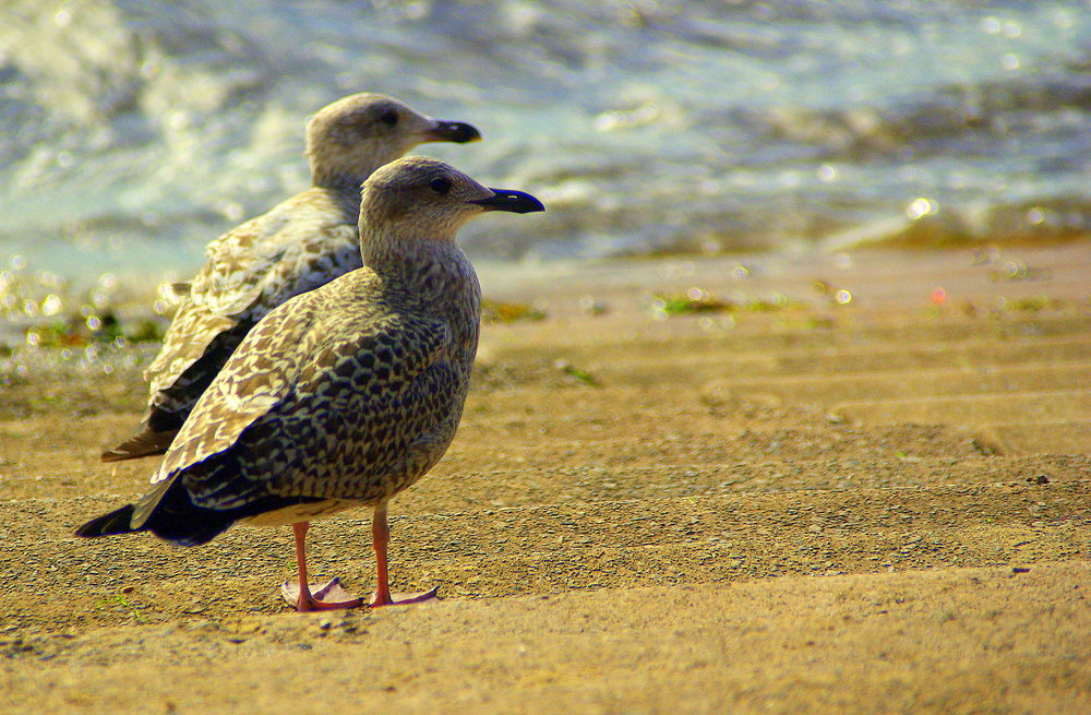 seagulls