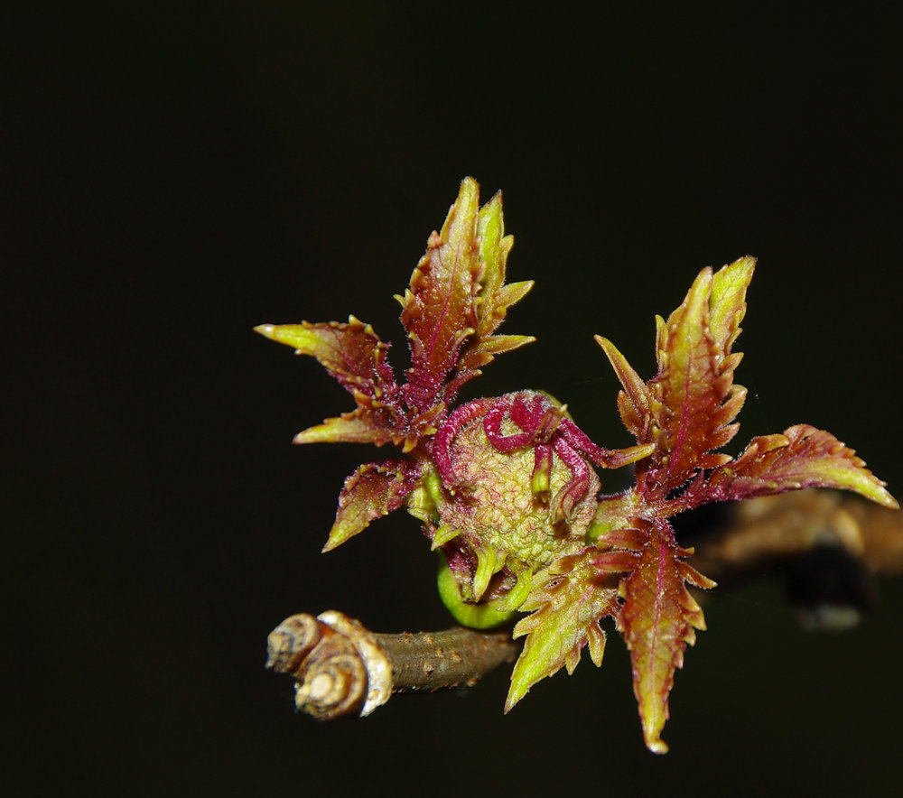 Spring bud
