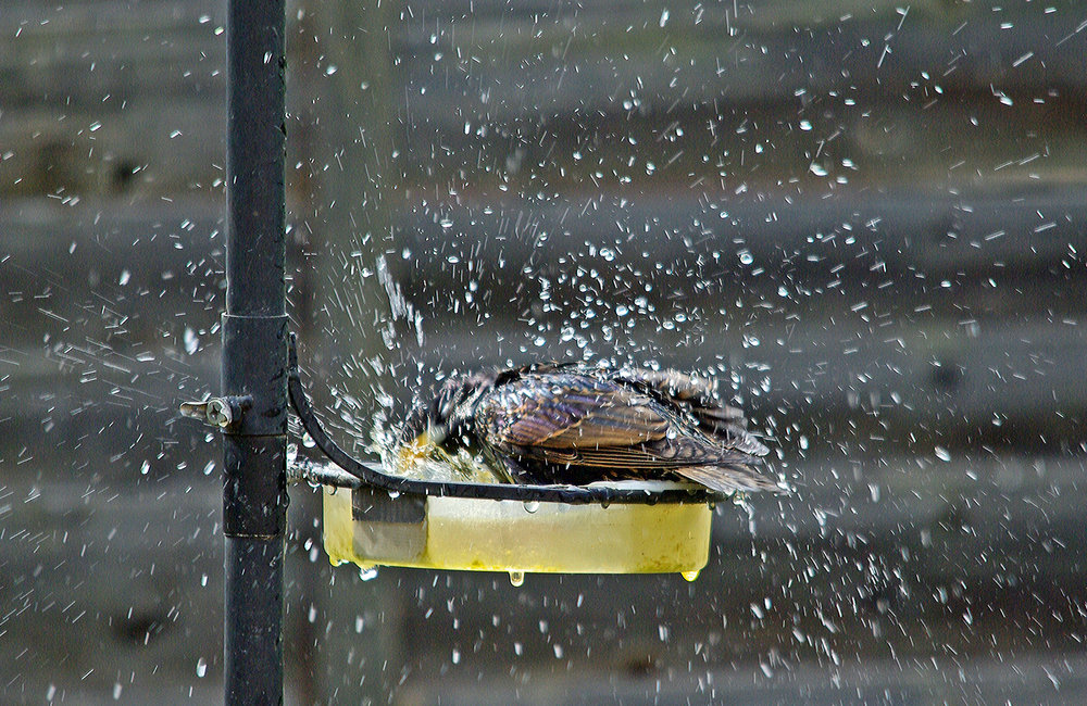 Starling